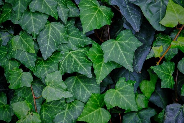 Volledige opname van groene bladeren