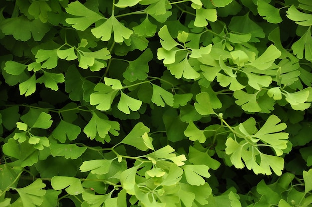 Foto volledige opname van groene bladeren