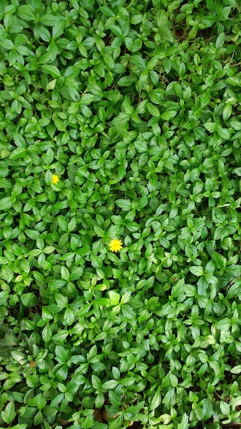 Volledige opname van groene bladeren