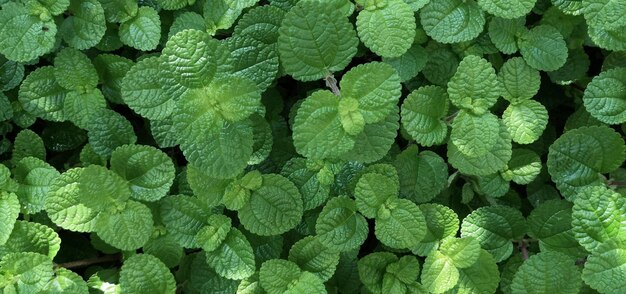 Foto volledige opname van groene bladeren