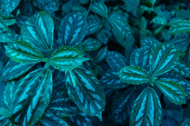 Foto volledige opname van groene bladeren