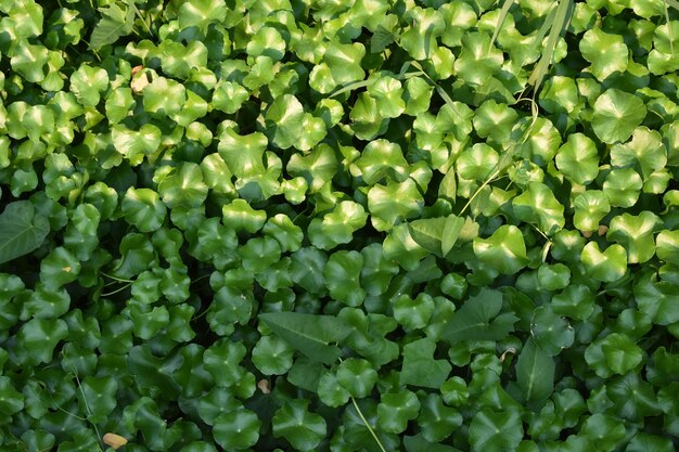 Foto volledige opname van groene bladeren