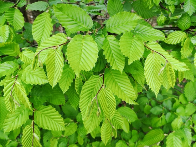 Volledige opname van groene planten