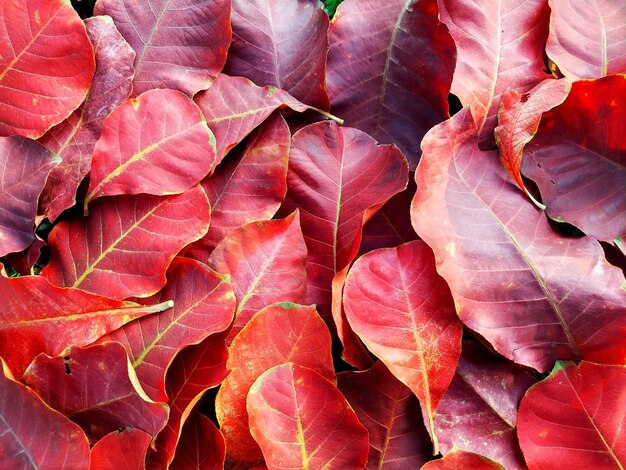 Volledige opname van herfstbladeren