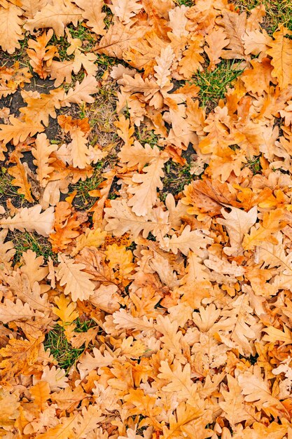 Foto volledige opname van herfstbladeren