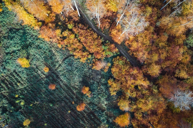 Volledige opname van herfstbomen in het bos