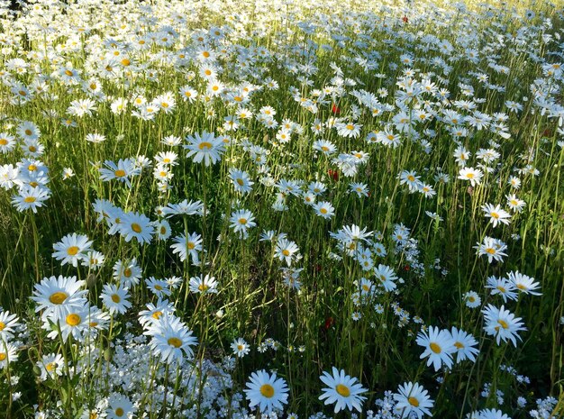 Foto volledige opname van het daisyveld