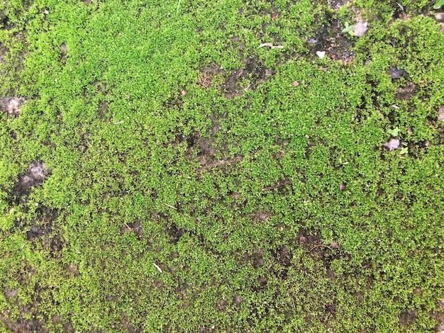Volledige opname van het verse groene veld