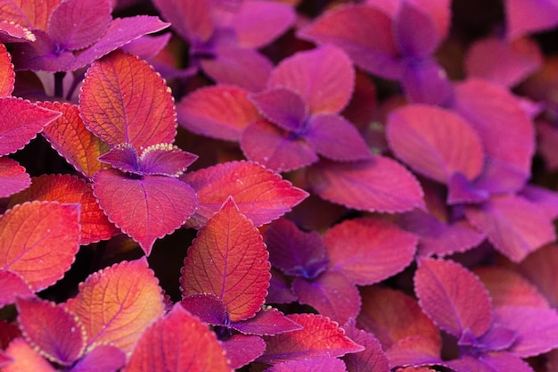 Foto volledige opname van hortensia bloemen