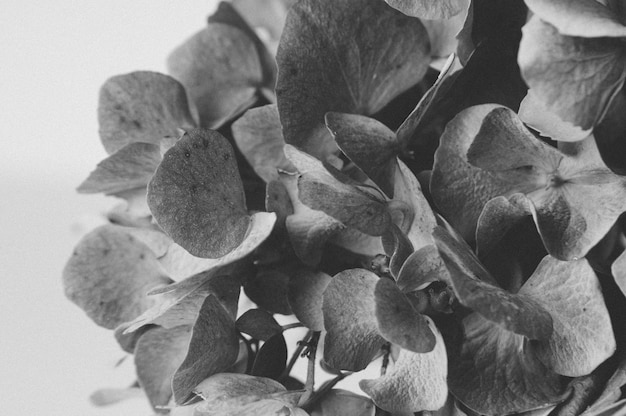 Volledige opname van hortensia's