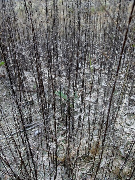 Foto volledige opname van kale bomen in het bos