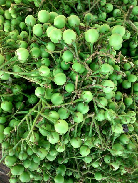 Foto volledige opname van kleine onrijpe aubergines