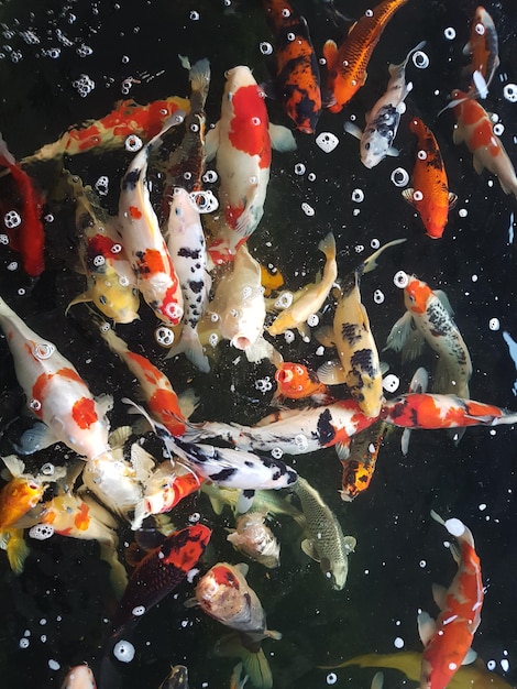 Volledige opname van koi craps die zwemmen in het meer