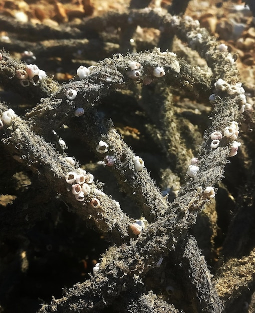 Foto volledige opname van koraal in de zee