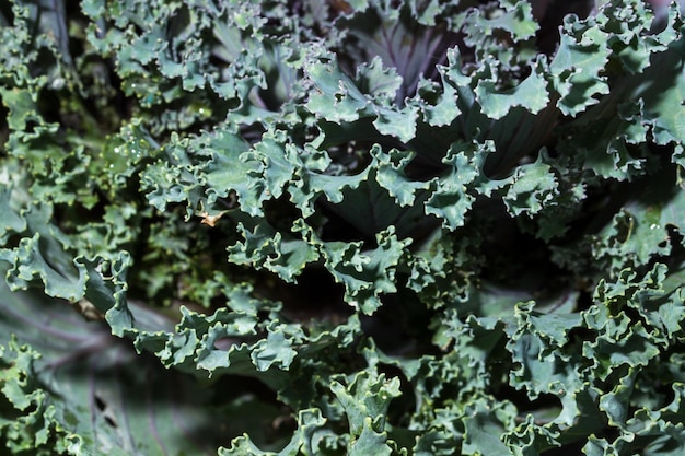 Foto volledige opname van korstmossen die op een plant groeien