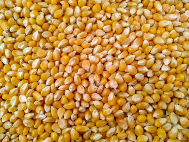 Foto volledige opname van maïs