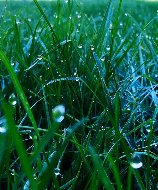 Volledige opname van nat gras