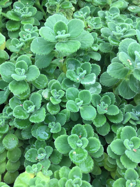 Volledige opname van natte planten die op het veld groeien