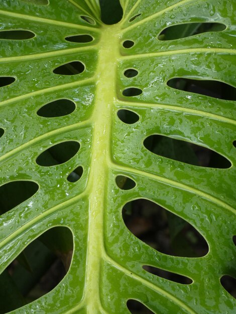 Foto volledige opname van natte planten