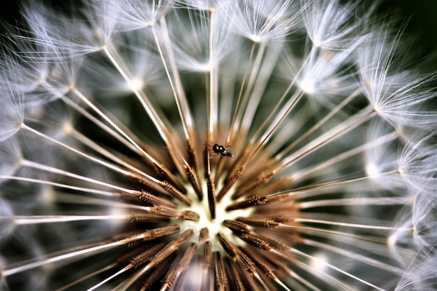 Foto volledige opname van paardenbloem