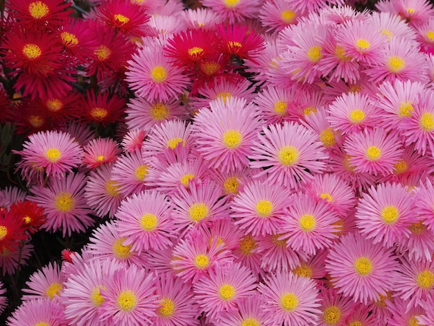 Volledige opname van paarse bloeiende planten