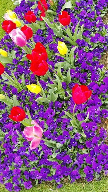 Foto volledige opname van paarse bloemen