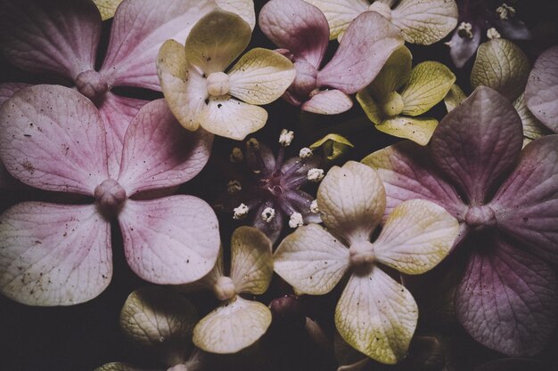 Volledige opname van paarse hortensia bloemen