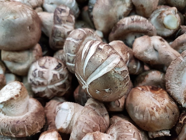 Volledige opname van paddenstoelen