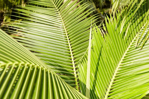 Foto volledige opname van palmbladeren