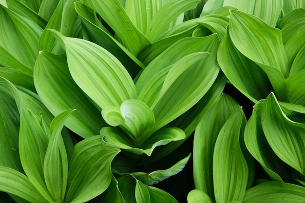 Volledige opname van planten die in de open lucht groeien
