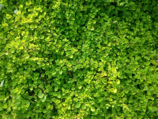 Volledige opname van planten die in de open lucht groeien