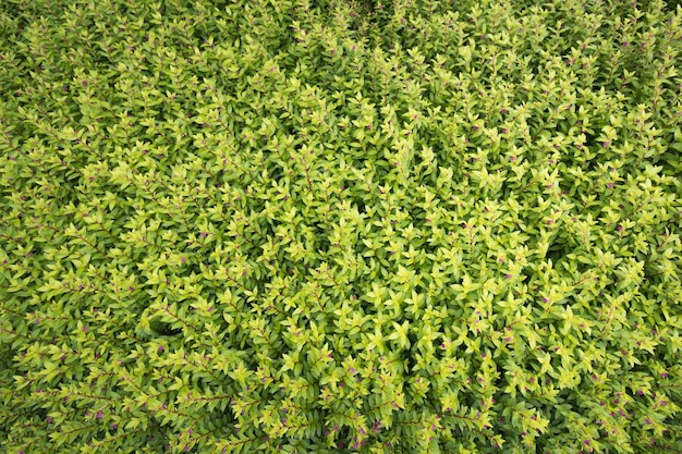 Volledige opname van planten die in de open lucht groeien