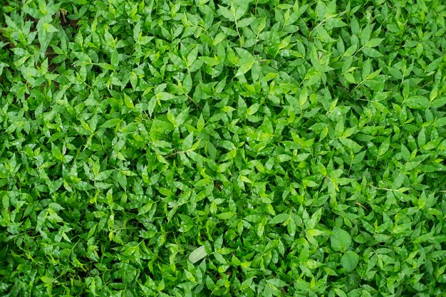 Volledige opname van planten die in de open lucht groeien