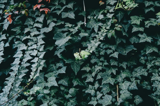 Volledige opname van planten die in de tuin groeien