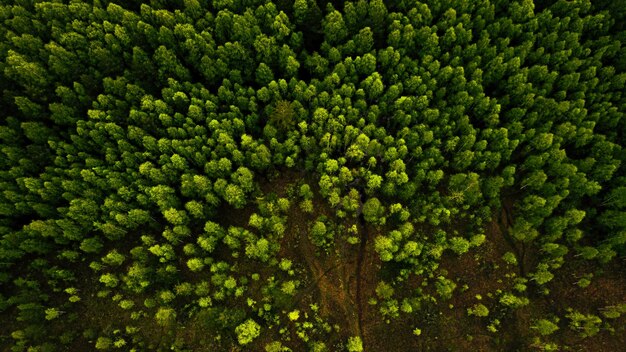 Foto volledige opname van planten die in het bos groeien