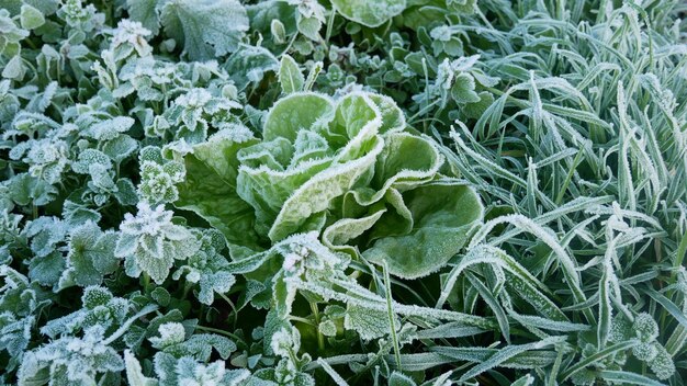 Foto volledige opname van planten die in het veld groeien