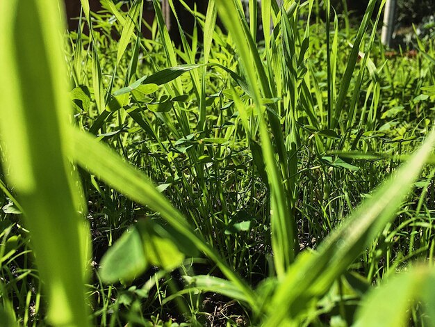 Volledige opname van planten die op het veld groeien