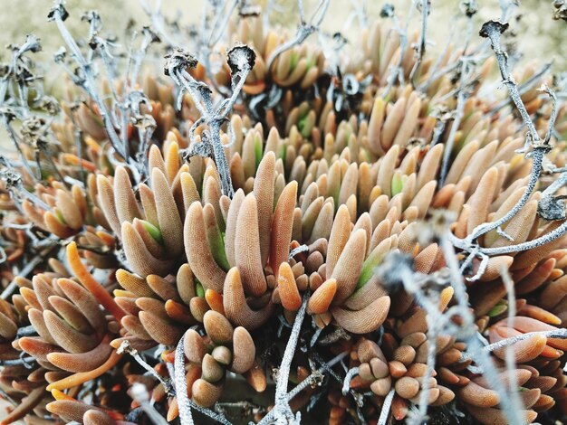 Foto volledige opname van planten die op het veld groeien