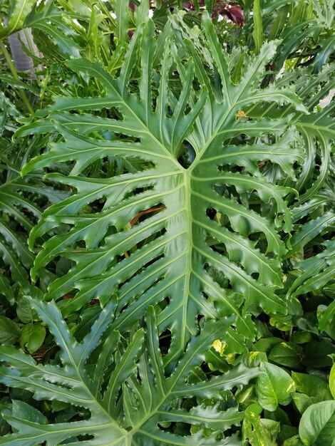 Foto volledige opname van planten die op het veld groeien