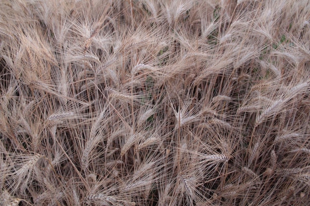 Volledige opname van planten die op het veld groeien