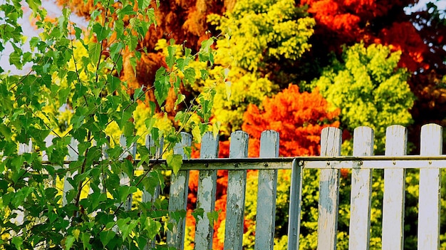 Foto volledige opname van planten en bomen