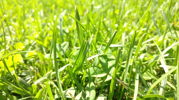 Volledige opname van planten op het veld