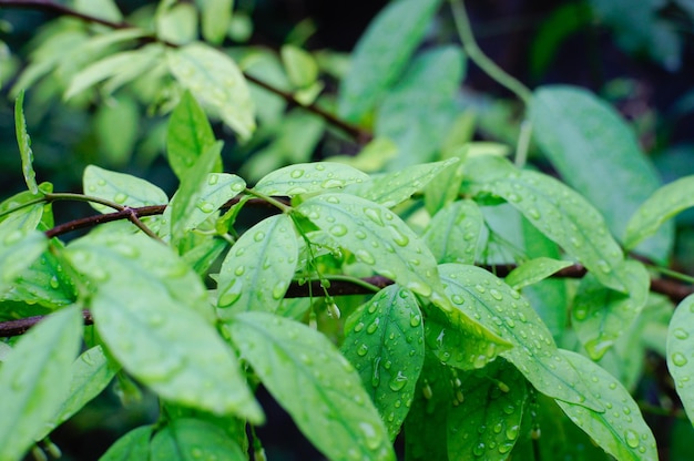 Volledige opname van planten tijdens het regenseizoen