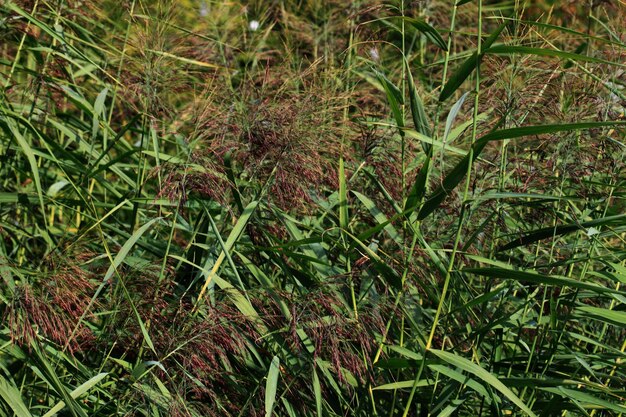 Volledige opname van planten