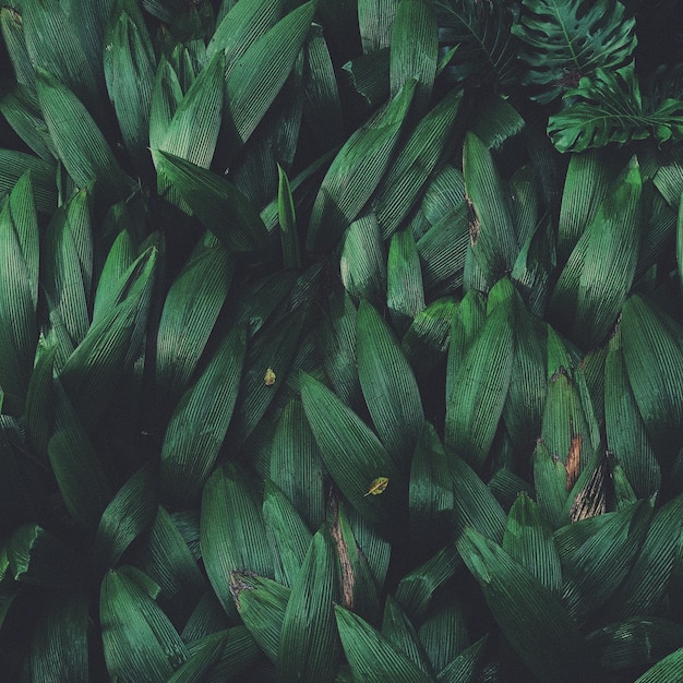 Volledige opname van planten
