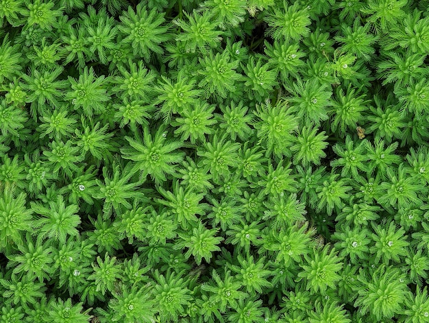 Volledige opname van planten
