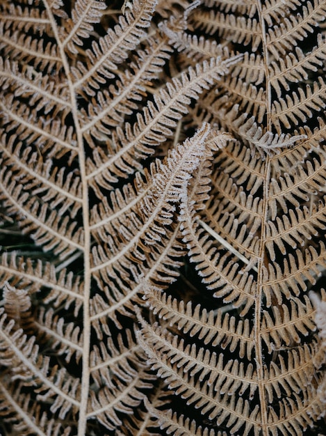 Foto volledige opname van planten