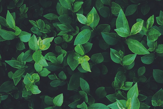 Volledige opname van planten