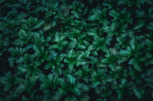 Volledige opname van planten