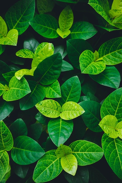 Volledige opname van planten